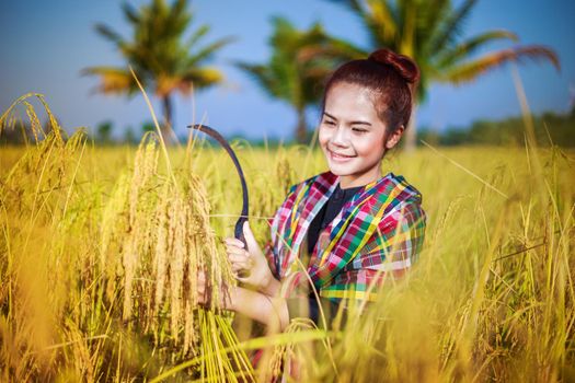 farmer woman using sickle to harvesting rice in field, Thailand