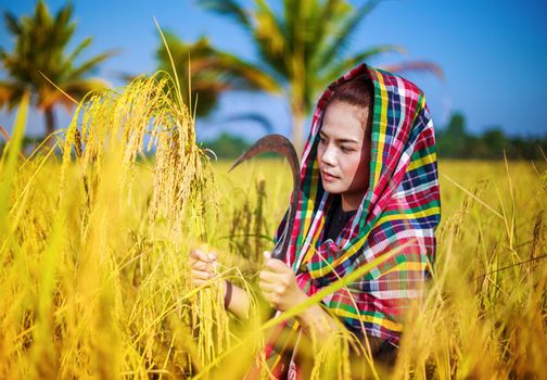 farmer woman using sickle to harvesting rice in field, Thailand