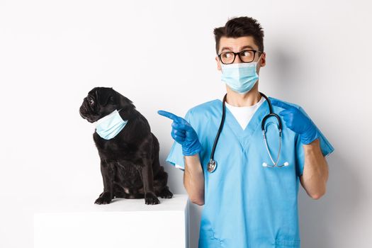 Cute black pug dog in face mask looking left at promo banner while doctor in veterinarian clinic pointing finger, standing over white background.