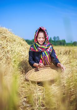 farmer woman threshed rice in field, Thailand