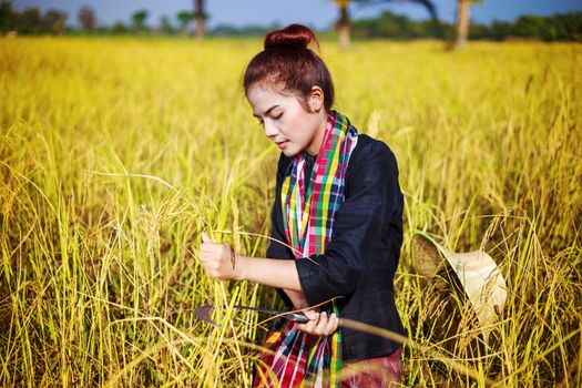 farmer woman using sickle to harvesting rice in field, Thailand