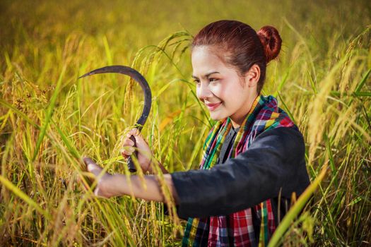 farmer woman using sickle to harvesting rice in field, Thailand