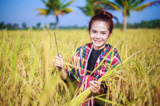 farmer woman using sickle to harvesting rice in field, Thailand