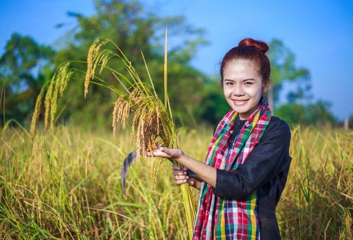 farmer woman using sickle to harvesting rice in field, Thailand