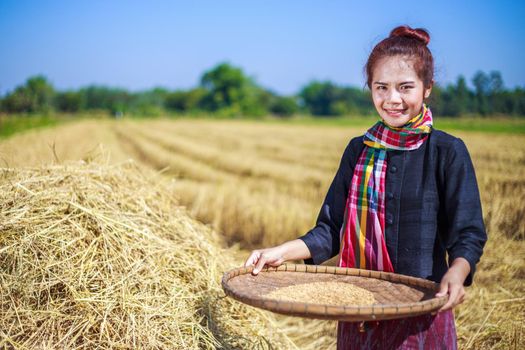 farmer woman threshed rice in field, Thailand