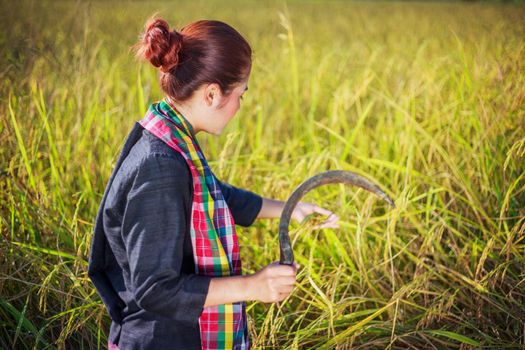 farmer woman using sickle to harvesting rice in field, Thailand