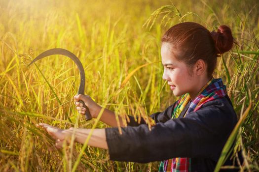 farmer woman using sickle to harvesting rice in field, Thailand