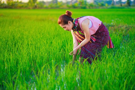 farmer woman working in rice field, Thailand