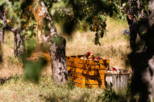 Ripe apples in crates and on trees in orchard