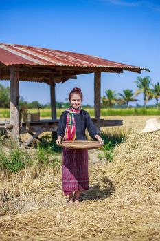 farmer woman threshed rice in field, Thailand