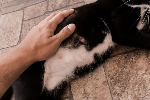 The guy's hand strokes and touches the stomach of a black pregnant cat, close-up.