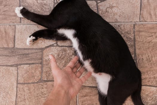 A man's hand touches the stomach of a black pregnant cat lying on the floor.