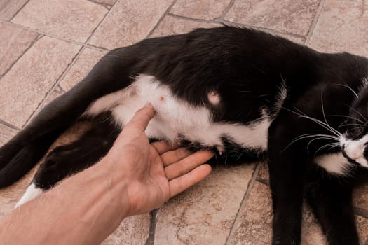 A man's hand touches the stomach of a black pregnant cat lying on the floor.