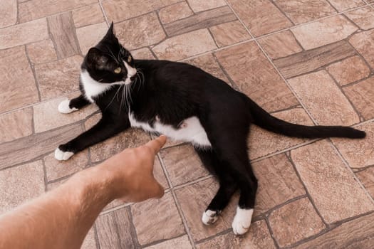 A man's hand points a finger at the belly of a pregnant black pet cat.