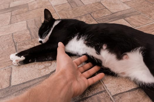 A man's hand touches the stomach of a black pregnant cat lying on the floor.