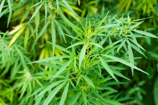 Fresh agricultural hemp grows in the countryside.