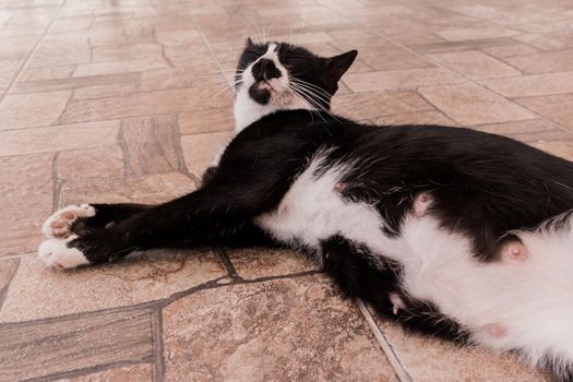 Pregnant belly of a black cat domestic pet.