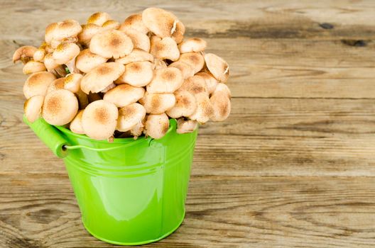 Mushrooms Armillaria mellea autumn in bucket. Studio Photo.