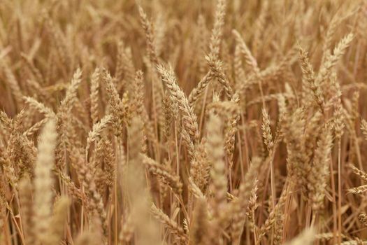 Spikelet of wheat growing on the field .Summer day