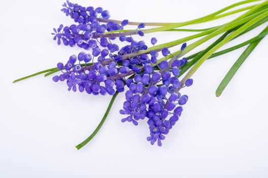 Blue muscari flowers on white background. Studio Photo.