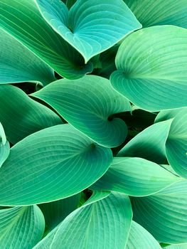 Background, texture, wallpaper of decorative plant leaves. Studio Photo.