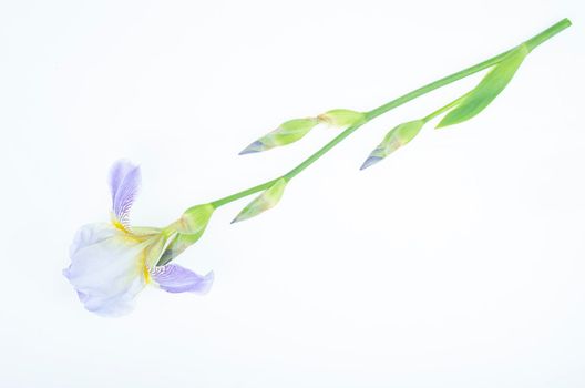 Delicate blue flower of garden iris on white background. Studio Photo