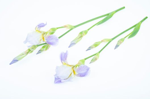 Delicate blue flower of garden iris on white background. Studio Photo