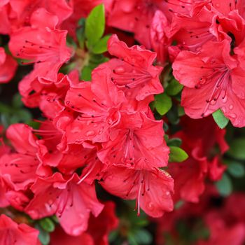 Blooming red azalea flowers with dew drops in spring garden. Gardening concept. Floral background