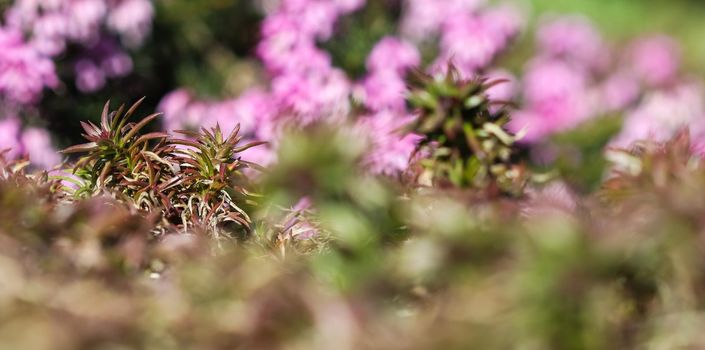 Green background of long spreading stems, foliage and buds of Creeping Phlox flowers in the garden. Nature background, botanical concept