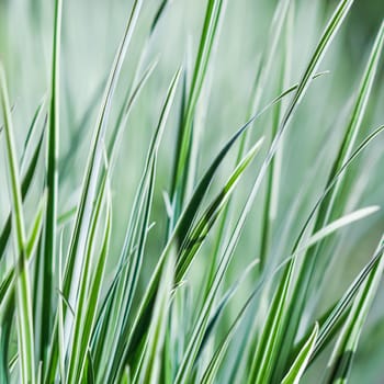 Decorative green and white striped grass. Arrhenatherum elatius bulbosum variegatum. Soft focus. Natural background.