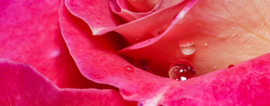 Beautiful red yellow rose with dew drops. Perfect for greeting card background.