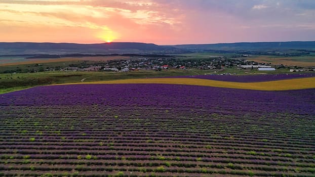 Aerial view of the lavender field in the rays of a beautiful sunset