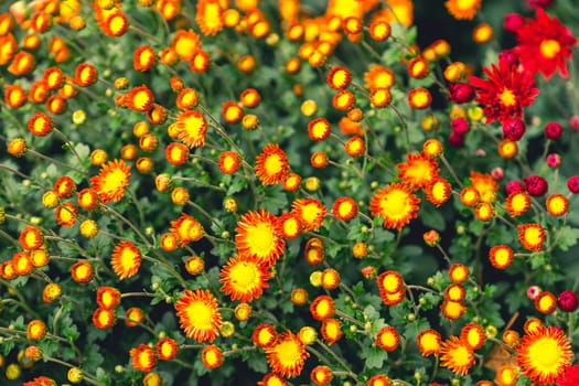 Bright floral background with lots of buds and flowers of chrysanthemums.