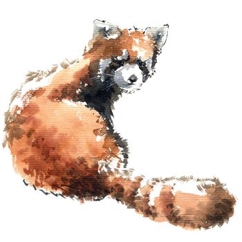 Watercolor illustration of little panda. Isolated sketch of animal on white background.
