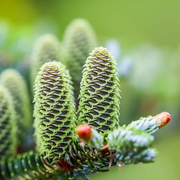 A branch of Korean fir with young cones in a spring garden