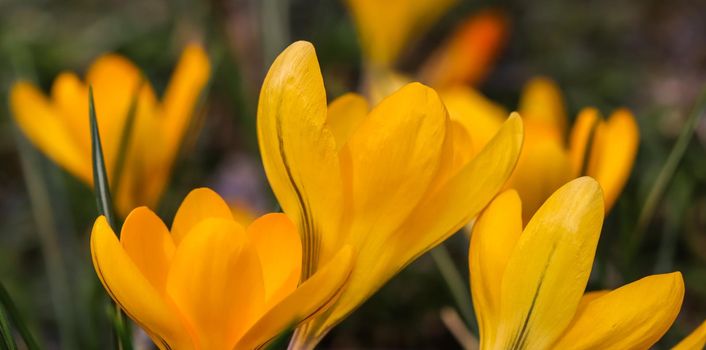 Spring is coming. The first yellow crocuses in my garden