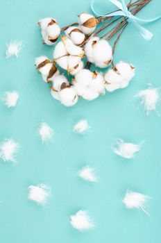 Composition with cotton flowers on bright background. Studio Photo