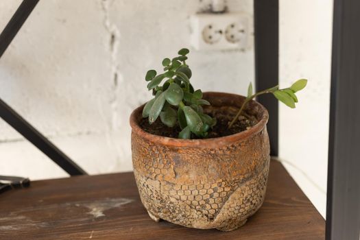 Details of a crassula ovata or jade plant in flowerpot