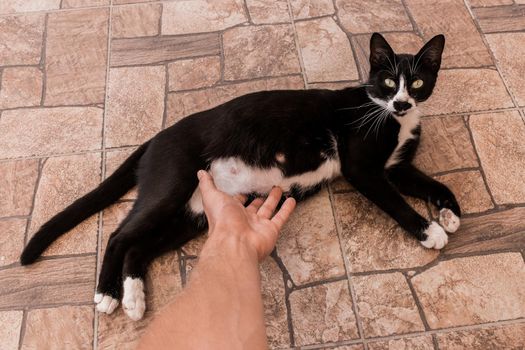 A man's hand touches the stomach of a black pregnant cat lying on the floor.