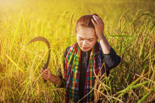 worried farmer using sickle to harvesting rice in field, Thailand