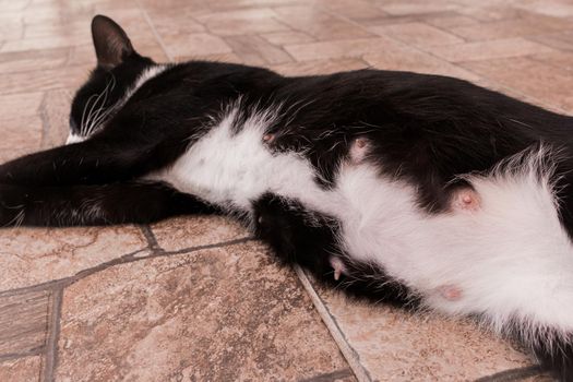 Pregnant belly of a black cat domestic pet.