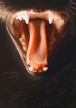 Close-up of an aggressive black cat with open mouth, tongue and teeth. Wild and mad cat concept.