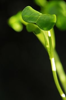 Young baby plant sprouts close up against black background in rays of light