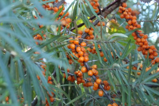 how sea buckthorn grows on a tree. Orange ripe sea buckthorn berries on a branch in general plan. Summer berry seasonal.