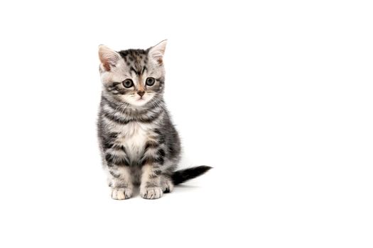 A gray purebred fluffy kitten sits on a white isolated background. High quality photo