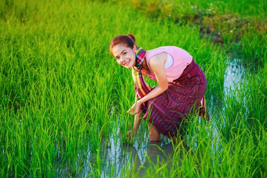 farmer woman working in rice field, Thailand