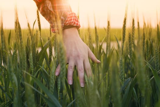 Close up of farmer's hand touching green wheat ears in field at sunset in early summer