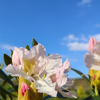 Opening of beautiful white flower of Rhododendron 'Cunningham's White' against blue sky