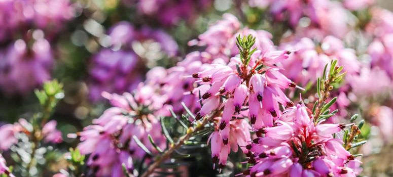 Pink Erica carnea flowers (winter Heath) in the garden in early spring. Floral background, botanical concept