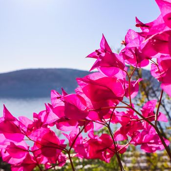 Purple bougainvillea flowers on the background of the sea and the island
